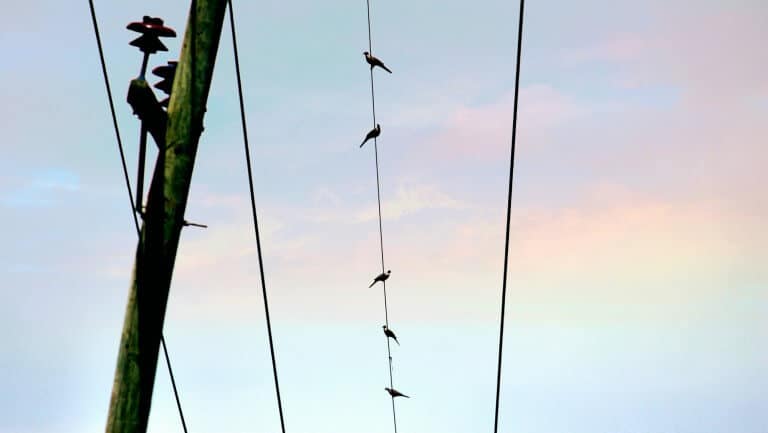 Rajiul Huda Dipto 15