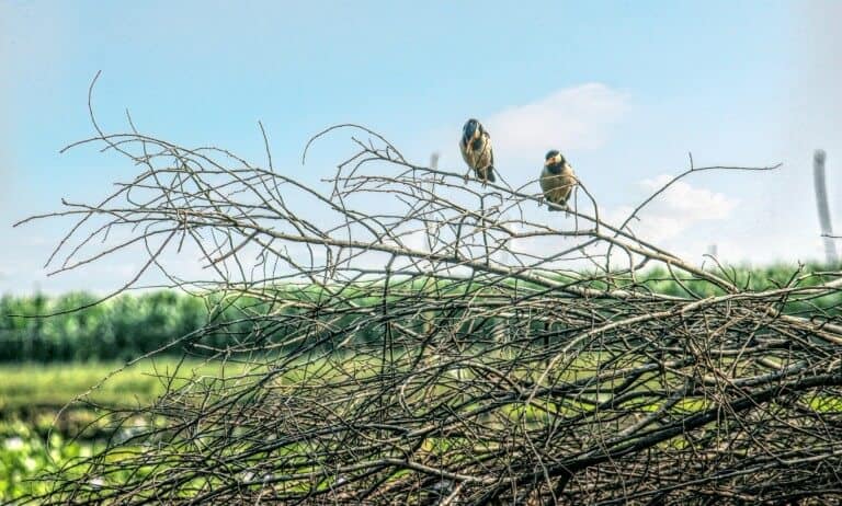 Will You? (তুমি কি?)